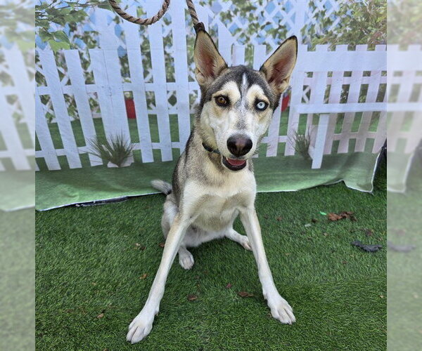 Medium Photo #1 Siberian Husky Puppy For Sale in Long Beach, CA, USA