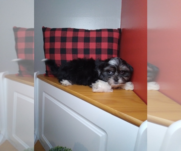 Medium Photo #7 Shih Tzu Puppy For Sale in INDIANAPOLIS, IN, USA