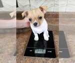Small #1 Chihuahua