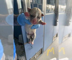American Pit Bull Terrier Dogs for adoption in San Bernardino, CA, USA