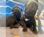Puppy Lil Kim Cane Corso
