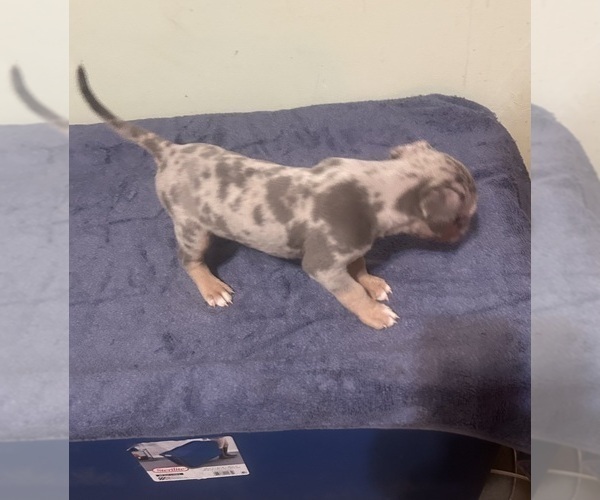 Medium Photo #1 American Bully Puppy For Sale in TRENTON, NJ, USA