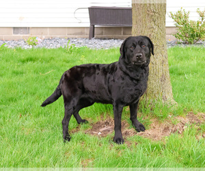 Labrador Retriever Puppy for sale in SYRACUSE, IN, USA