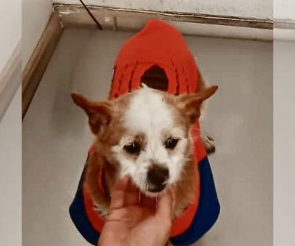 Medium Photo #4 Mutt Puppy For Sale in San Diego, CA, USA