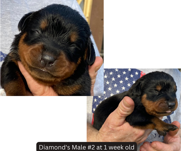 Full screen Photo #3 Rottweiler Puppy For Sale in HACKETT, AR, USA