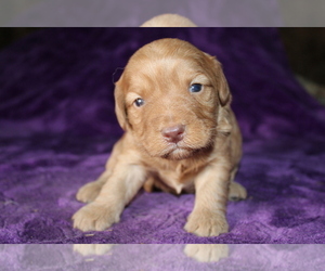 Goldendoodle (Miniature) Puppy for sale in BLOOMINGTON, IN, USA