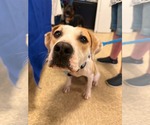 Small #6 American Pit Bull Terrier Mix