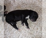 Small Photo #17 Great Dane Puppy For Sale in PIERSON, MI, USA