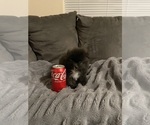 Small #2 Pomeranian