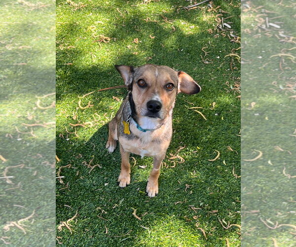 Medium Photo #7 Cheagle Puppy For Sale in Sandy, UT, USA