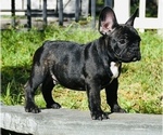 Small Photo #6 French Bulldog Puppy For Sale in Hollywood, FL, USA