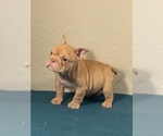 Small Photo #8 English Bulldog Puppy For Sale in PHILADELPHIA, PA, USA