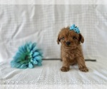 Puppy River Cavapoo