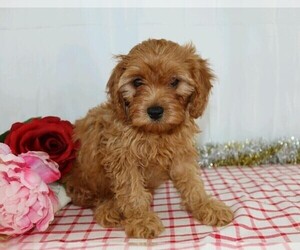 Cavapoo Puppy for sale in FREDERICKSBG, OH, USA