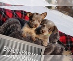 Small Photo #4 Australian Cattle Dog Puppy For Sale in BRUCE, MI, USA