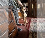 Small #24 Great Dane