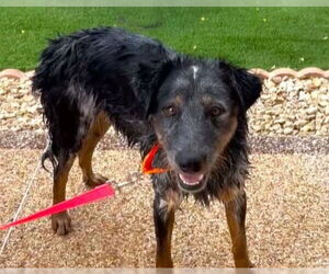 Medium Australian Shepherd Mix