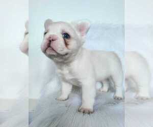 Medium French Bulldog