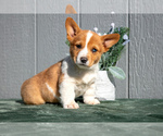 Puppy Rocky Pembroke Welsh Corgi