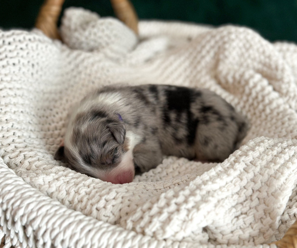 Medium Photo #2 Australian Shepherd Puppy For Sale in BOUTON, IA, USA
