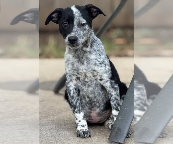 Medium Photo #3 Mutt Puppy For Sale in Great Bend, KS, USA