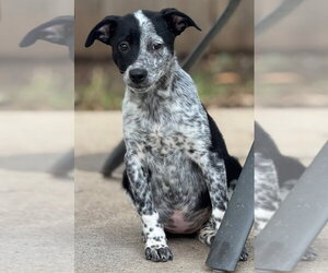 Loretta - Female Mutt Dog for Adoption - Photo #3
