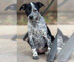 Small Photo #3 Mutt Puppy For Sale in Great Bend, KS, USA