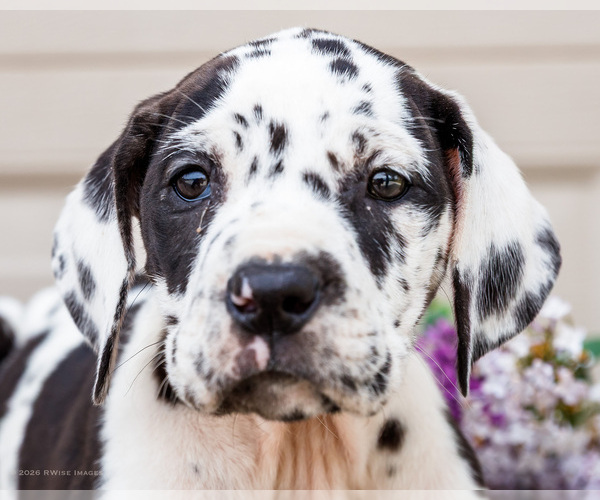 Medium Photo #2 Great Dane Puppy For Sale in WAKARUSA, IN, USA