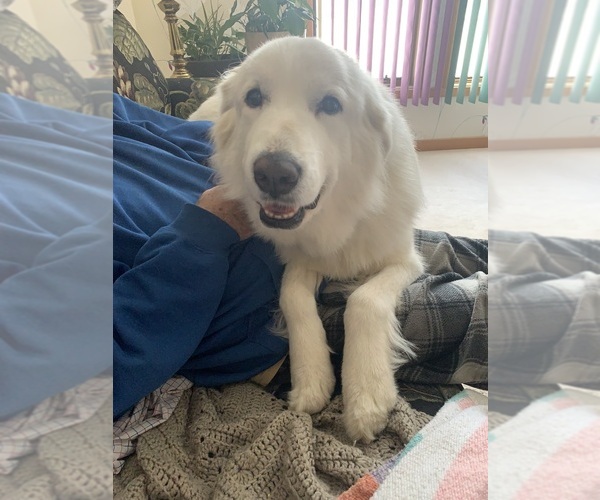 Medium Photo #1 Great Pyrenees Puppy For Sale in CINCINNATI, OH, USA