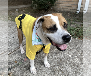 Boxer-Unknown Mix Dogs for adoption in Kankakee, IL, USA