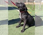 Small #1 Labrador Retriever