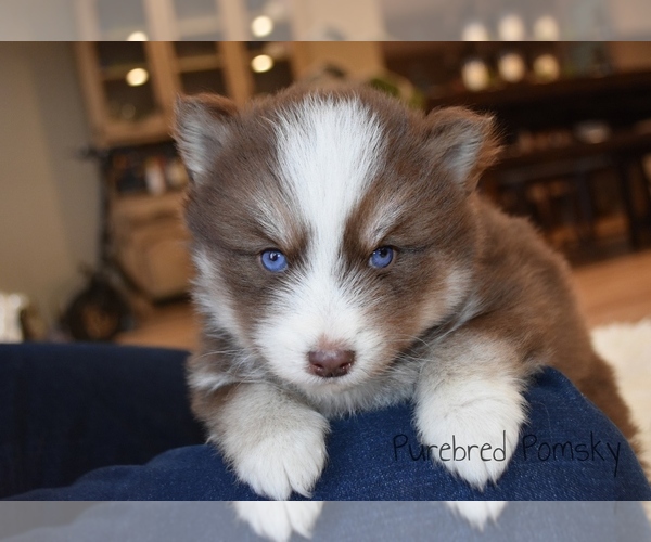 Medium Photo #4 Pomsky Puppy For Sale in KANSAS CITY, MO, USA