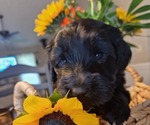 Puppy 4 Goldendoodle