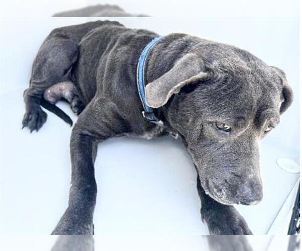 Medium Photo #2 Mutt Puppy For Sale in Houston, TX, USA