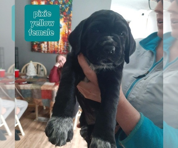 Medium Photo #2 Labradinger Puppy For Sale in UNITY, NH, USA