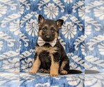 Small Photo #2 German Shepherd Dog Puppy For Sale in KIRKWOOD, PA, USA