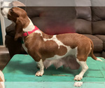Small Photo #1 Basset Hound Puppy For Sale in NORMAN, OK, USA