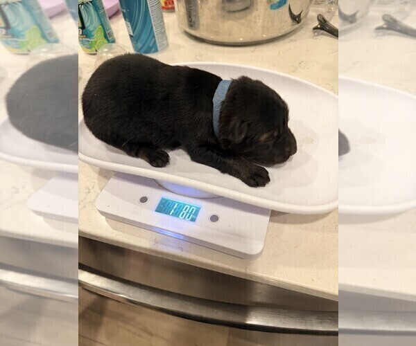 Medium Photo #5 German Shepherd Dog Puppy For Sale in BRIGHTON, CO, USA