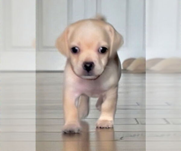 Medium Photo #6 Pug-Unknown Mix Puppy For Sale in Lake Forest, CA, USA