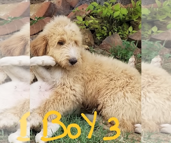 Medium Photo #6 Pyredoodle Puppy For Sale in PAWNEE, OK, USA