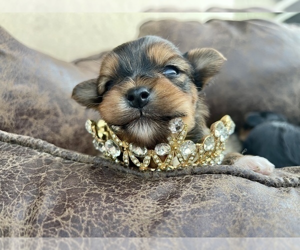 Medium Photo #12 Yorkshire Terrier Puppy For Sale in HAYWARD, CA, USA