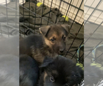 Small Photo #26 German Shepherd Dog-Siberian Husky Mix Puppy For Sale in LOS GATOS, CA, USA