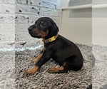 Small Photo #5 Doberman Pinscher Puppy For Sale in KEMPNER, TX, USA