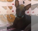 Small Photo #1 Xoloitzcuintli (Mexican Hairless) Puppy For Sale in BOX CANYON, CA, USA