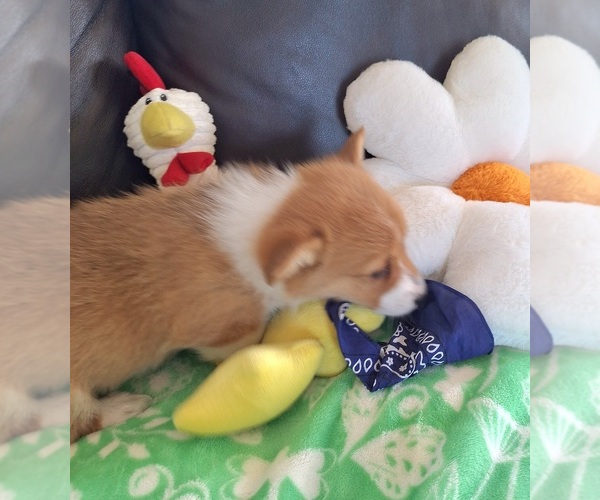 Medium Photo #10 Pembroke Welsh Corgi Puppy For Sale in ARROYO GRANDE, CA, USA