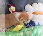 Small #9 Pembroke Welsh Corgi