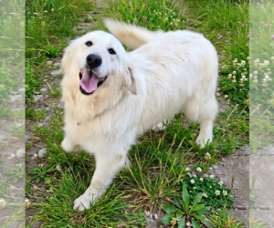 Golden Retriever Dogs for adoption in Grovertown, IN, USA