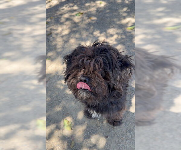 Medium Photo #1 Shih Tzu-Unknown Mix Puppy For Sale in Santa Maria, CA, USA