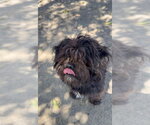 Small Shih Tzu Mix