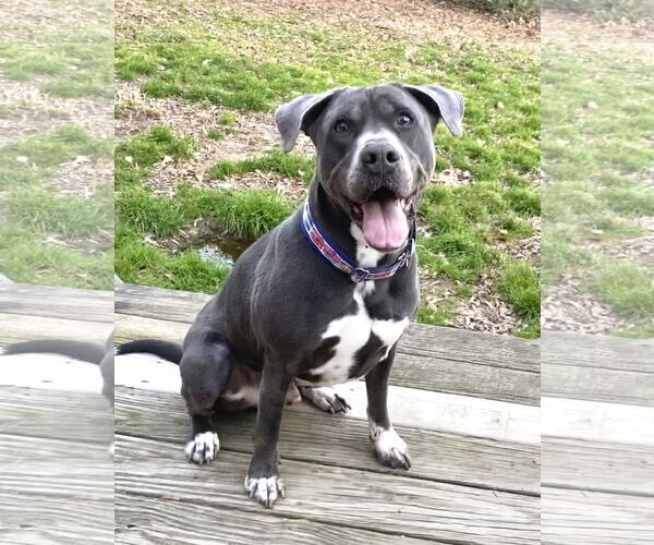 Medium Photo #11 American Staffordshire Terrier-Labrador Retriever Mix Puppy For Sale in Holly Springs, NC, USA